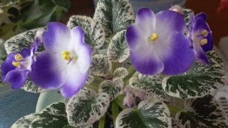 Обзор фиалок. Зацвели новинки мини и стандарты🥰🌱