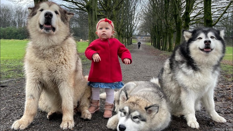 We Pick Amelia Up From Nursery With All The Dogs ( So Cute