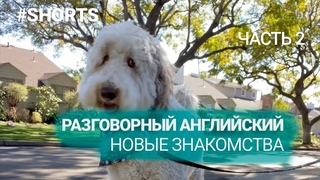 Домашние питомцы на прогулке. Разговорный английский. Часть 2. #shorts