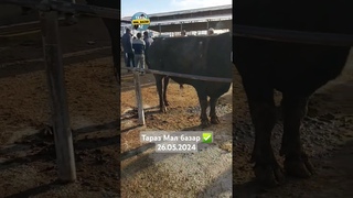 #2024 #бык #shorts #cow #viral #molbozar #buqa #мал