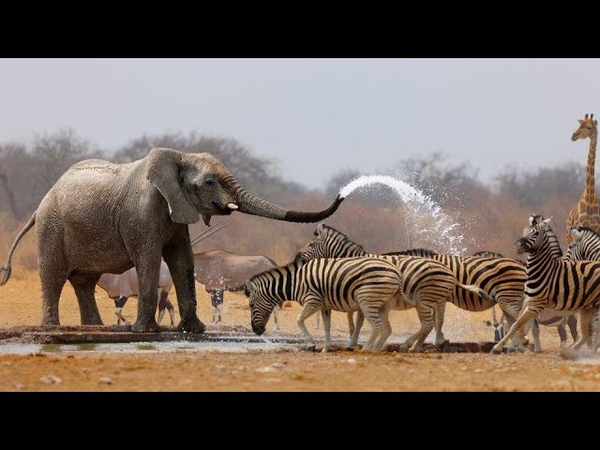 Wild Life Nature Documentary Full HD