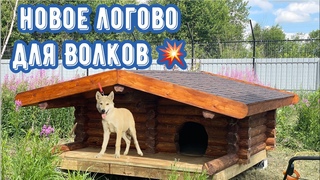 Волчонок Алмаз  выучил первые команды  Будка (логово) из БРЕВНА для ВОЛКОВ