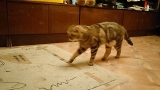 Кошка-иноходец! Такого мы ещё не видели, кошка, которая ходит иноходью!