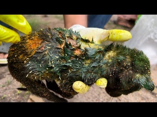 Puppies Rescued With Wound &maggots , Part 1