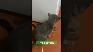 Коту дали не вискас а Виски и он заболел