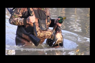 2016 Green Timber Duck Hunting Arkansas with Banded Mallard Company