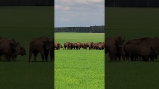 A huge herd of bison are walking around in a middle of Europe