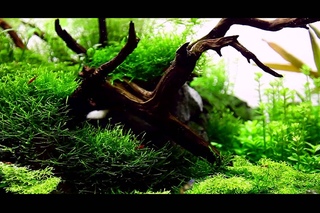 Mark Evans Nature Aquarium