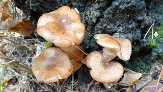 Опёнок осенний (Armillaria mellea)