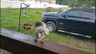 Попугай отжигает)))