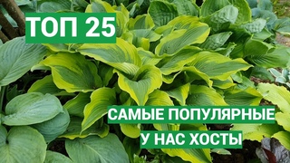 Самые популярные хосты в России
