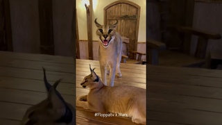 Floppa Marx Hissing and Kerr : Caracal #shorts