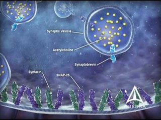 US WorldMeds - Myobloc - Mechanism of Action 3D Medical Animation