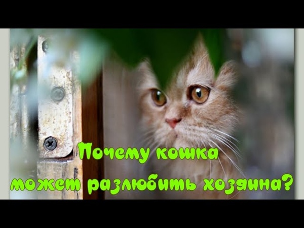 Почему кошка может разлюбить хозяина Why a cat can stop loving its