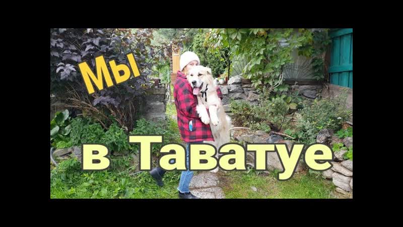 Поехали к маме, ,Еда с собой, ,Собачье
