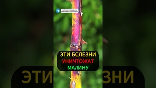 Как спасти малину от болезней:малинной галлицы и дидимеллы #малина #урожай #огород #садоводство #сад