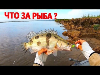 5 видов ХИЩНЫХ рыб поймал на ОДНОЙ рыбалке. Удивительная РЕКА !