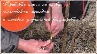 Прививка алычи на сливу голландским методом и способом улучшенной копулировки с язычком