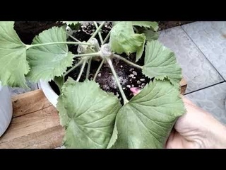 О крайних сроках обрезки пеларгоний.Уход после обрезки,полив,подкормки.