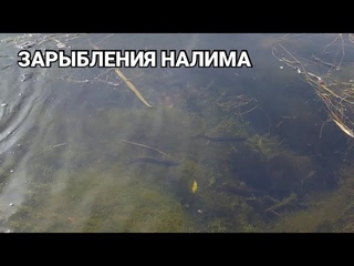 Зарыбления налима для сохранения этой рыбы! Проект налим для реки. Запускаем налимов в Германии!