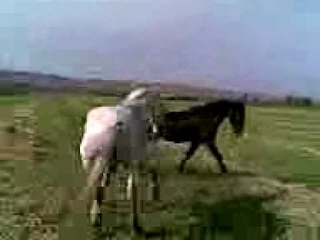 Жеребцы драка