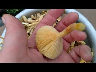 Собрали гигрофор поздний.