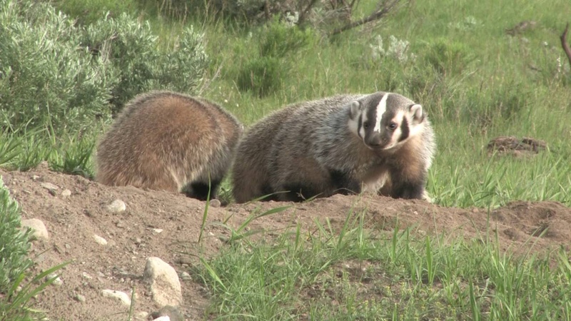 Badger ( Taxidea