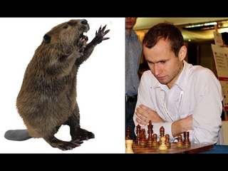 ШОК! ДИКИЙ БОБЁР ЗАГРЫЗАЕТ СЕРГЕЯ ЖИГАЛКО!