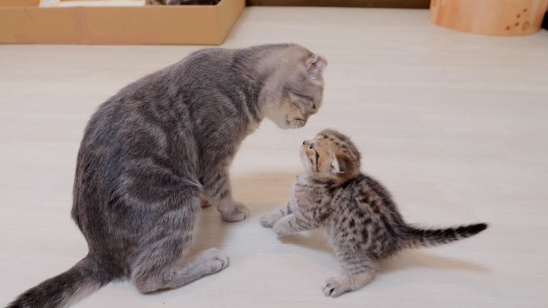 Go to sleep A cute kitten who rebels against his mother and attacks her, only to get hit