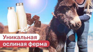 Уникальная ослиная ферма появилась в Ставропольском крае