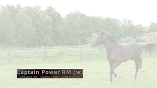 Captain Power RM (ж) (Brooklyn Hill - Powerful Credit (Credit Winner))