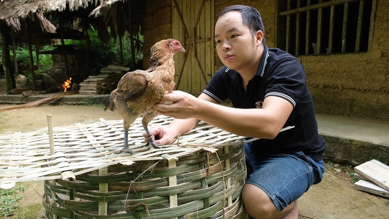 I successfully trap the hen, taming of wild chickens. Primitive Skills