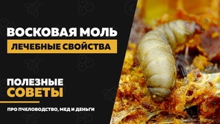 Восковая моль (огневка)  применение и лечение. Лечебные свойства, настойка