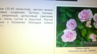 Сажаю новые розы - изучаю сорта. Лав Сонг, Барбадос, Абрахам Дерби. Уже есть признаки пересорта...