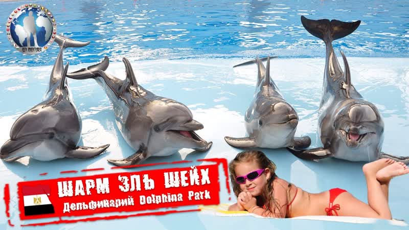 Шарм эль Шейх Египет. Dolphina Park. Дельфинарий Алекс
