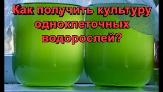 Разведение одноклеточных водорослей. Как получить культуру