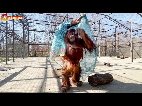 Орангутан Дана ПРОТОТИП ТУРИСТА НА ПЛЯЖЕ Тайган. Monkey Dana