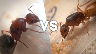 Какой кампонотус лучше Обзор Camponotus nicobarensis, turcestanus, lamereei.  Димон и пумба