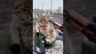 Боевые котики СВО. 🇷🇺 #Shorts @Frontline_pets