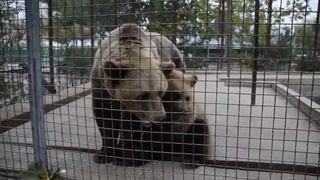 Шустрый медвежонок Нюра!  The nimble bear cub Nyura!