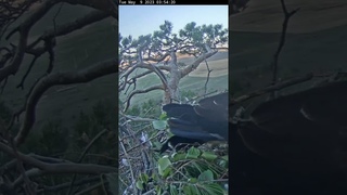 Altynai Takes Off & Soars Across Nest  from 9/5/23 First Action of Today  Eagles Altynychi 2023