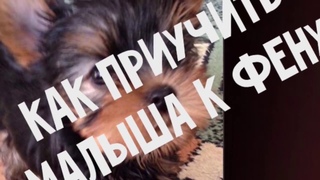 Приучаем к сушке. Как приучить щенка к фену. Сушке и мойке. Йорк,все о уходе.