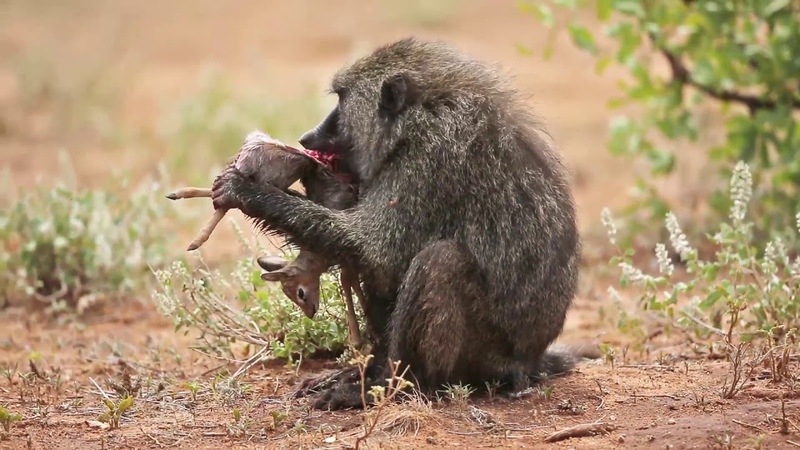 Baboon with Dik Dik