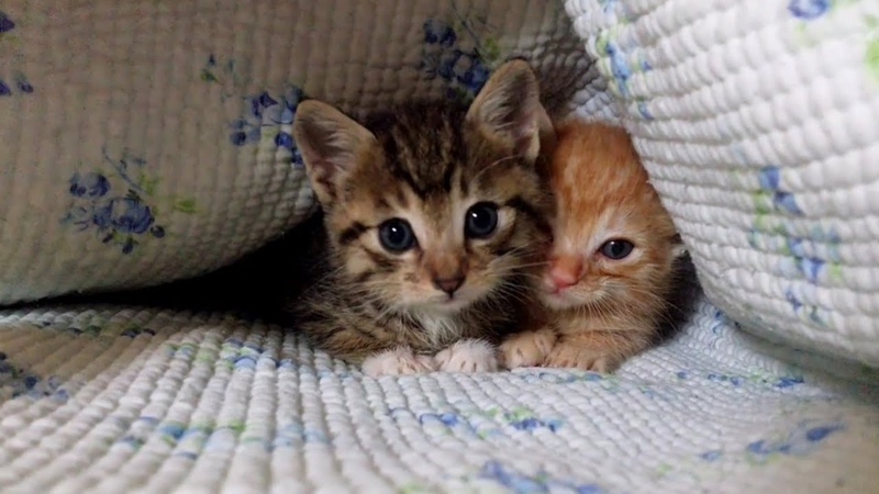 cute kitten doing funny things 2021, cutest cats, kittens,