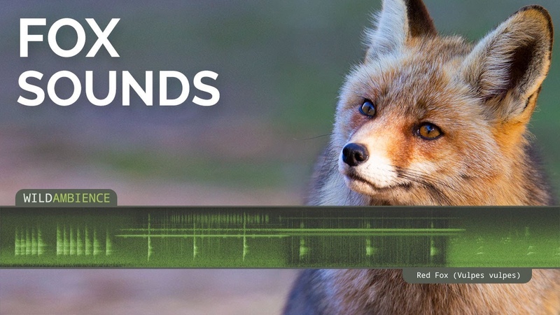 Fox Sounds Call Scary scream, barking call howling noises by a wild Red Fox at