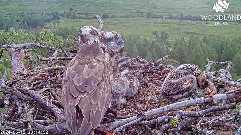 Louis the Loch Arkaig Osprey arrives fishless and cops an earful from Dorcha 15 Jun
