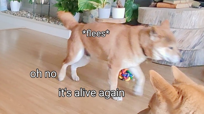we found Shiros Achilles