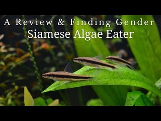 | Siamese Alage Eater