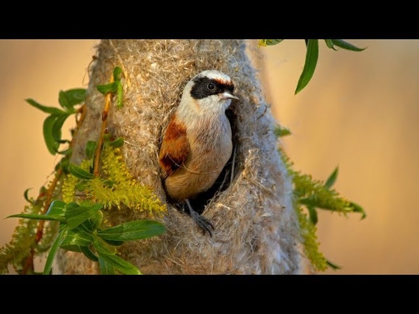 Eurasian penduline tit, Remiz pendulinus, Moudivláček