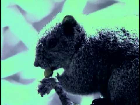 BUCK TICK PLEASURE LAND PV +